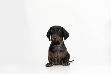 Dachshund Köpeği Beyaz Arkaplanda Oturuyor. Beyaz köpek izole edilmiş.