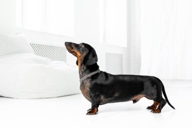 Beyaz Dachshund Köpeği.