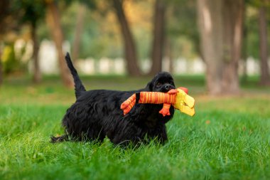 Siyah Cocker Spaniel Puppy Bahçede Turuncu Plush Oyuncak Taşıyor