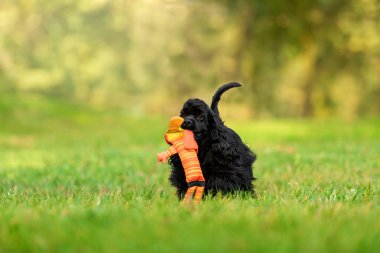 Siyah Cocker Spaniel Puppy Bahçede Turuncu Plush Oyuncak Taşıyor