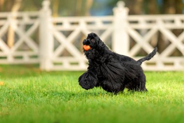 Oyuncu Siyah Cocker Spaniel Çimenlikte Turuncu Top ile