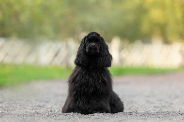 Black Cocker Spaniel Puppy Sitting on Gravel Path clipart