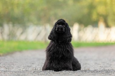 Black Cocker Spaniel Puppy Sitting on Gravel Path clipart