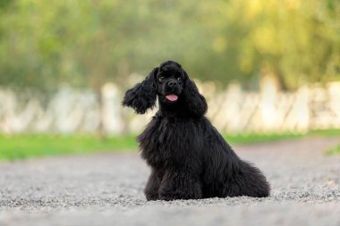 Siyah Cocker Spaniel Çakıl yolunda oturan köpek yavrusu