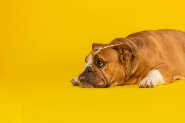Yorgun İngiliz Bulldog Sarı Arkaplanda Uzanıyor