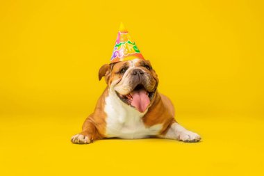 Mutlu İngiliz Bulldog 'u Parti Şapkası Sarı Arkaplanda