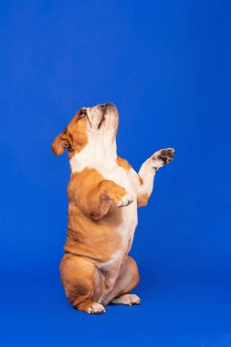 İngiliz Bulldog Mavi Arkaplan 'a Karşı Hind Bacakları Üzerinde Duruyor