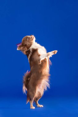 Küçük Köpek Hind Legs 'in üstünde Pembe Taç Giyiyor