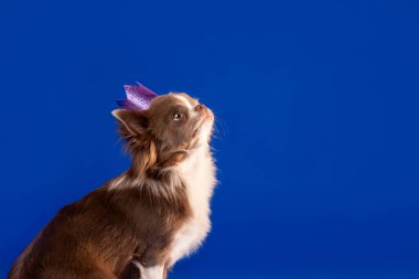 Mor Taç Giyen Chihuahua Köpeği Mavi Arkaplana Bakıyor