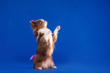 Küçük Köpek Hind Legs 'in üstünde Pembe Taç Giyiyor