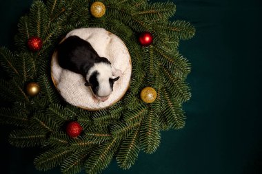 Noel teması. Koyu Yeşil Çelenk Altında Yeni Doğan Köpeğin Ekran Görüntüsü. 