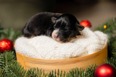 Noel teması. Koyu Yeşil Çelenk 'te yeni doğmuş bir köpek yavrusu.