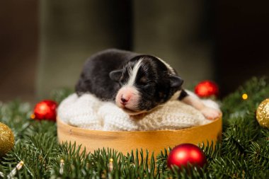 Noel teması. Koyu Yeşil Çelenk 'te yeni doğmuş bir köpek yavrusu.