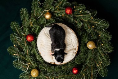 Noel teması. Koyu Yeşil Çelenk Altında Yeni Doğan Köpeğin Ekran Görüntüsü. 