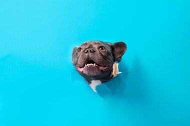 Oyuncu Fransız Bulldog 'u Yırtık Mavi Kağıttan Bakıyor