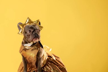 Altın Elbiseli Fransız Bulldog