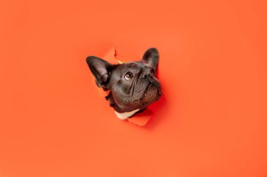 Fransız Bulldog Yırtık Turuncu Kağıttan Bakıyor