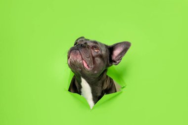 Fransız Bulldog Yırtık Yeşil Kağıttan Bakıyor