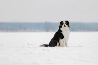Minyatür Avustralyalı Çoban Kış 'ta Donmuş Göl' de Oturuyor