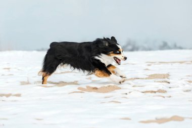 Minyatür Amerikan Çobanı Kışın Donmuş Gölde Koşuyor