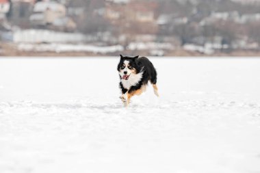 Minyatür Amerikan Çobanı Kışın Donmuş Gölde Koşuyor
