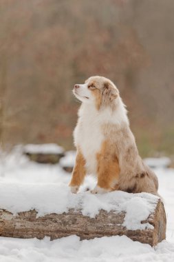 Avustralya Çoban Köpeği Kış Ormanında Karla Kaplanmış Kütüğün Üzerinde Duruyor