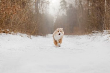 Kırmızı Merle Minyatürü Karda Koşan Avustralya Çoban Köpeği