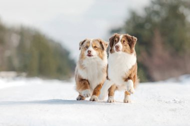 Minyatür Amerikan Çoban Çifti Karlı Yol 'da Birlikte Yürüyor