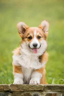Genç Galli Corgi, Bahçe Taşı ile ilgili Neşeli İfade