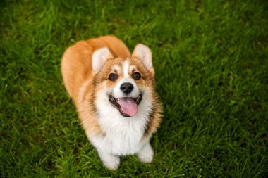 Taze yeşil çimlerde Mutlu İfadesiyle Galli Corgi Köpeği
