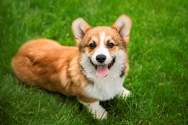 Galli Corgi Yeşil Çimlerde yatıyor Kameraya bakıyor