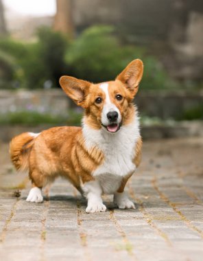 Walkway 'de oturan Meraklı Kafalı Galli Corgi