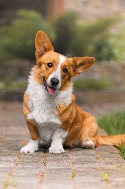 Walkway 'de oturan Meraklı Kafalı Galli Corgi