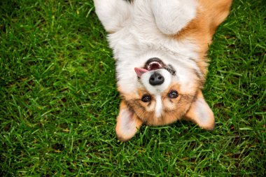 Sevimli Galli Corgi Yeşil Çimen 'de