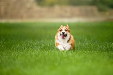 Genç Galli Corgi Yavrusu Canlı Yeşil Çimlerde Koşuyor