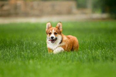 Genç Galli Corgi Yavrusu Canlı Yeşil Çimlerde Koşuyor