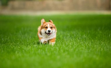 Genç Galli Corgi Yavrusu Canlı Yeşil Çimlerde Koşuyor