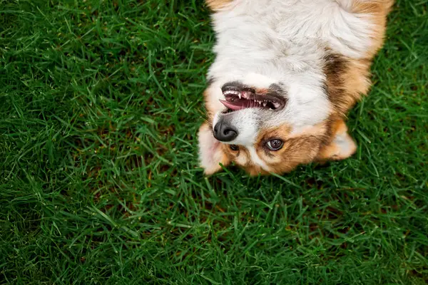 Galli Corgi Yeşil Çimlerde Görünür Dişlerle Baş Aşağı Oynuyor