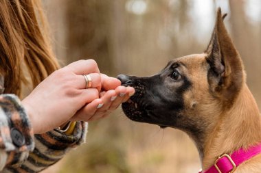 İnsan Eli Besleme Belçikalı Malinois Yavrusu