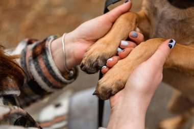 Kişinin Ellerinin Yakın Çekimi Belçika Malinois Yavru Pençelerini Nazikçe Tutuyor
