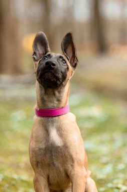 Genç Belçikalı Malinois Köpeğinin Doğal Ayarlardaki Ayrıntılı Yüz Portresi