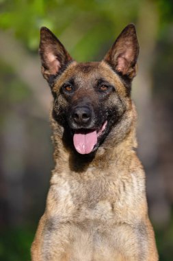 Belçika Malinois Köpeği Mutlu İfadeyle Yakın Çekim Portresi