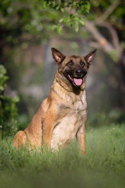 Mutlu Belçika Malinois Köpeği Yeşil Çimlerde Oturuyor