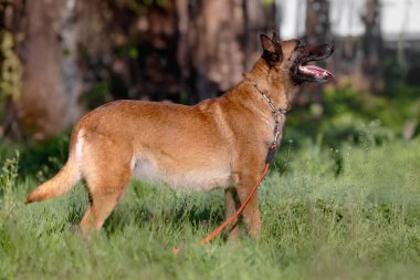 Belçikalı Hamile Malinois Profil Köpeği Yeşil Çayırda Duruyor