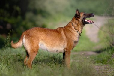 Belçikalı Hamile Malinois Profil Köpeği Yeşil Çayırda Duruyor