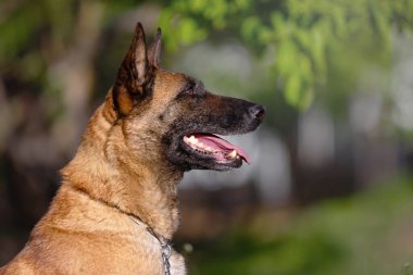 Doğal Ayarlarda Belçika Malinois Köpek Profili Portresi