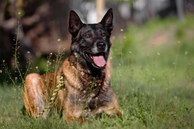 Rahatlamış Belçika Malinois Dost İfadesi ile Hizmet Köpeği