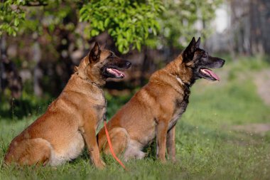 İki Belçikalı Malinois Köpeği Otlak Alanında Oturuyor
