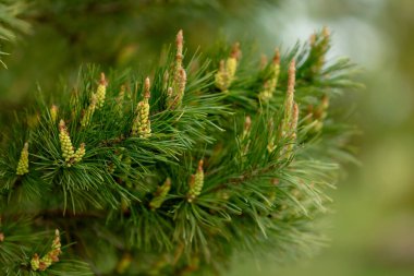 İlkbaharda Pine Branch 'ta canlı yeni büyüme