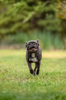 Fransız Bulldog dışarıda yeşil çimlerin üzerinde duruyor.